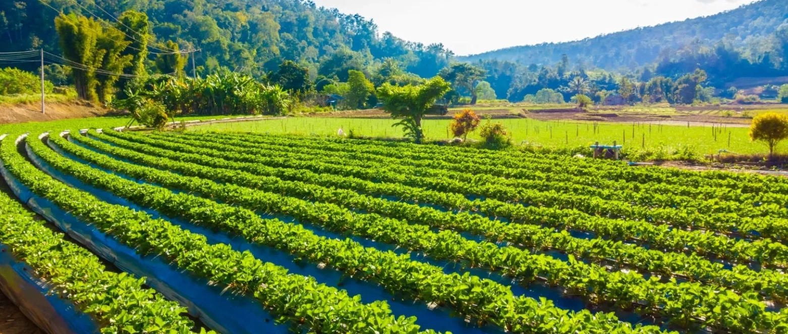Kitla | Importance of Agriculture